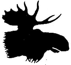 HEAD OF MOOSE DESIGN 